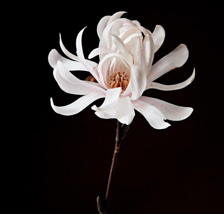 Enchanted Garden Reverie with Fragrant Blooms